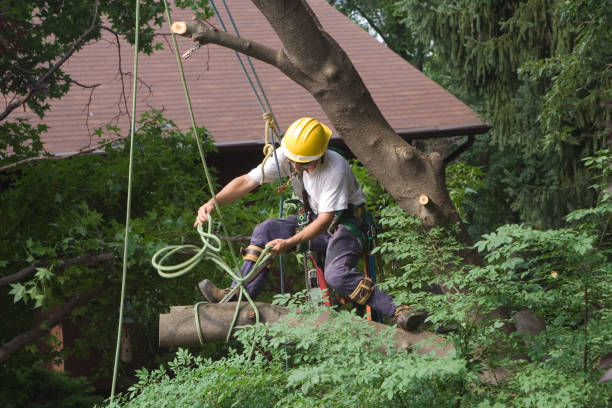 Best Root Management and Removal  in USA